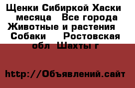 Щенки Сибиркой Хаски 2 месяца - Все города Животные и растения » Собаки   . Ростовская обл.,Шахты г.
